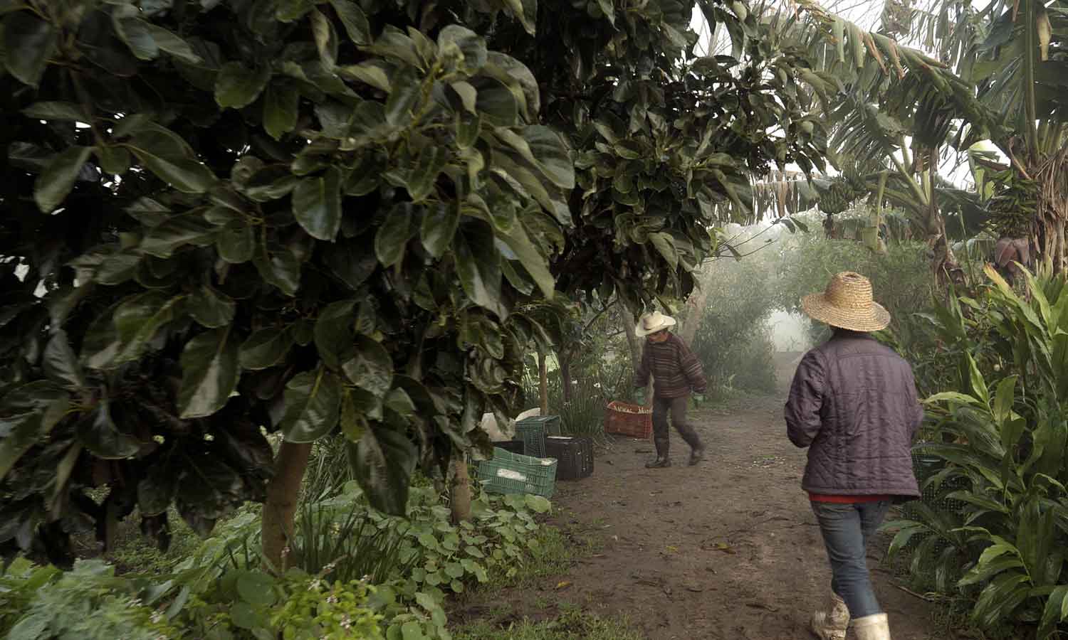 Mãos à Terra