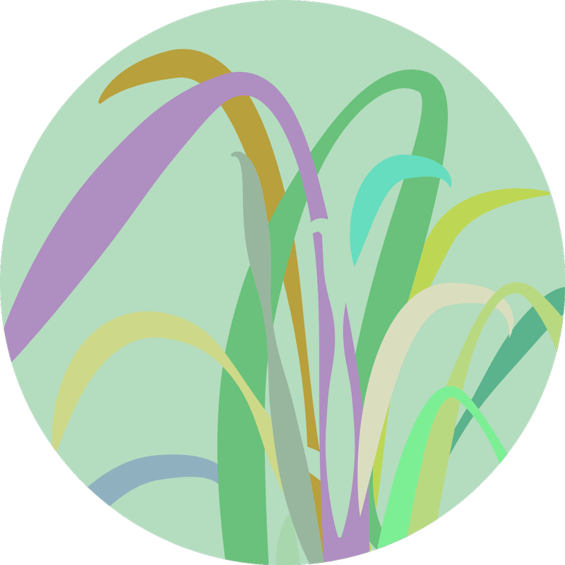 imagem circular com fundo verde clarinho e ilustração digital de uma planta de citronela